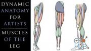 Skillshare – Dynamic Anatomy for Artists – Muscles of the Leg