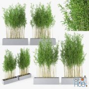 Cgtrader – Bambus Muriel