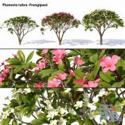 Plumeria rubra Frangipani Tree