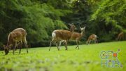 MotionArray – Young Deer Sparring On Grass In Forest 1013370