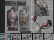 ArtStation Marketplace – Anatomy Studies Volume 1