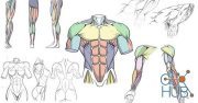 Udemy – How to Draw Dynamic Anatomy – Step by Step