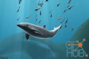 Unity Asset Store – Dolphins