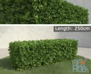 Hedge lenght 250 cm