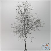 Tree betula winter