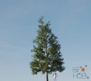 Gumroad – Vertex Trees – Scots Pine – 01 (MAX, C4D, Houdini, FBX)