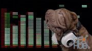 MotionArray – Shar Pei Dog With Headphones 1032580