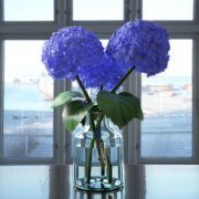 Blue hydrangeas in a glass vase