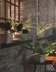 Tropical Plants Vol 4 - House Plants