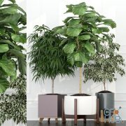 Plants collection with ficus