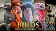 Birds Reference Pack For Artists 828 JPEGs