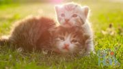 MotionArray – Kittens On Grass 211892