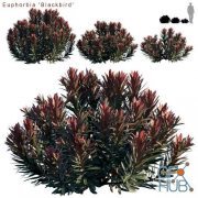 Euphorbia Blackbird Cushion spurge (max, fbx)