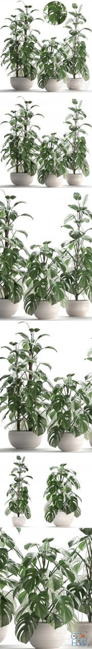 Exotic plant collection with Monstera