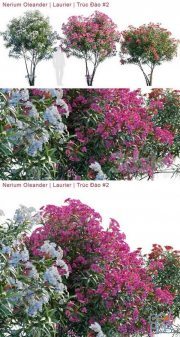 Nerium Oleander Laurier