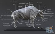 CGTrader – Bison Ecorche – Model Muscles Study