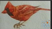Skillshare – Painting Cardinal bird using watercolors