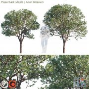 Paperbark Maple, Acer Griseum #2 (max, fbx)