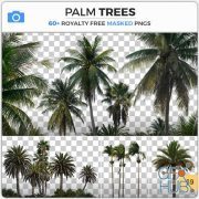 PHOTOBASH – Palm Trees