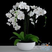 Realistic white orchid
