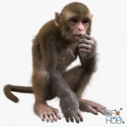 TurboSquid – Monkey rigged 1493219