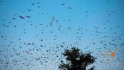 MotionArray – Birds Circling A Tree 1033703