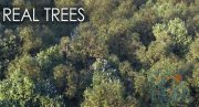 VIZPARK – Real Trees