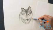 Udemy – The Ultimate Animal Drawing Course – Beginner To Advanced