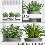 Herbs plants in pots