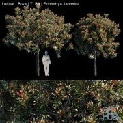 Loquat Biwa Eriobotrya japonica (max, fbx)