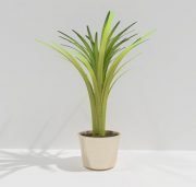 Plant in light pot