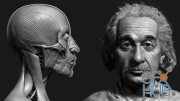 Udemy – Zbrush Facial Anatomy and Likeness Character Sculpting