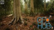 Unreal Engine – MW Broadleaf Trees Forest Biome