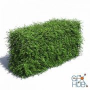 CGTrader – Cotoneaster Hedge with Flowers 3D model