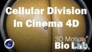 Skillshare – Cellular Division in Cinema 4D
