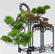 Decorative bonsai plant