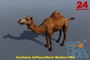 Unity Asset – African Animal – Camel (Dromedary)