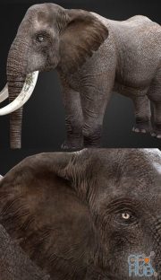 Elephant PBR