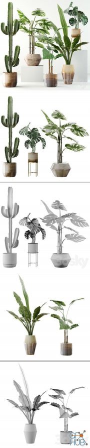 Exotic plant collection 04