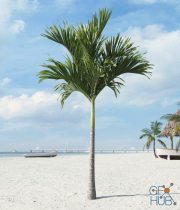 Palm tree Adonidia 05