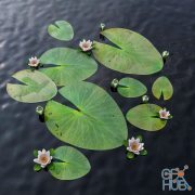 Water Lily (max 2013, obj)