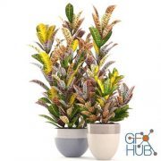 Collection of modern home plants