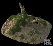 Broken tree stump with grass - HQ 3D-Scan