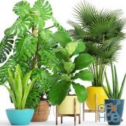 Collection of plants with monstera