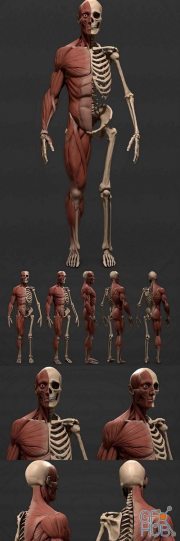 Male Body Skeleton and Viscera