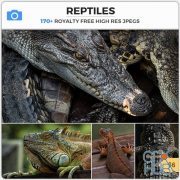 PHOTOBASH – Reptiles