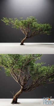 Acacia tree (Fstorm 2015)