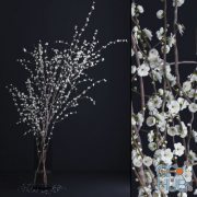 Branches Prunus White Blossom