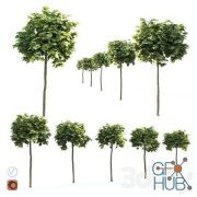 5 variants of a small decorative tree Maple globular