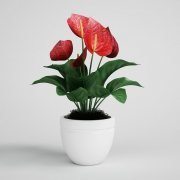 Anthurium flower in pot